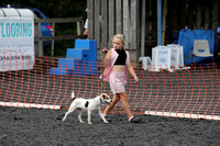 Cumbria Beagles Dog Show 2024 / Lure Racing