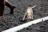 Cumbria Beagles Sporting Dog Show 13.08.2023
