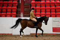 Championship D open ridden purebred